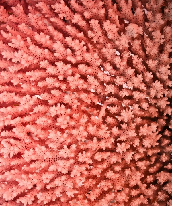 Lampe corail 6